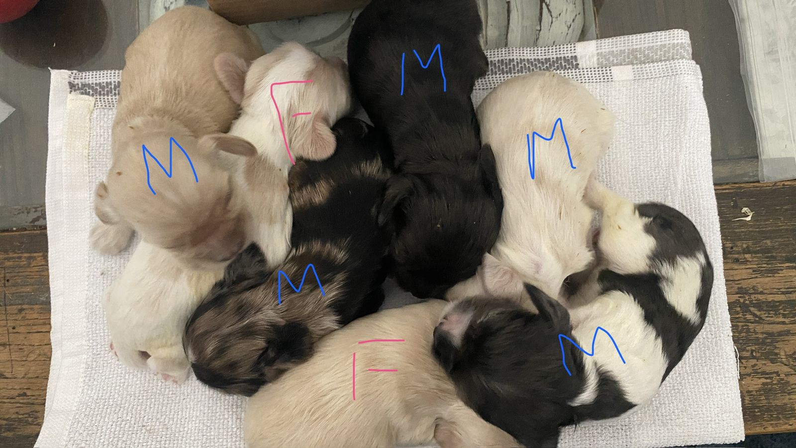 AKC PUREBRED READY COCKER SPANIELS