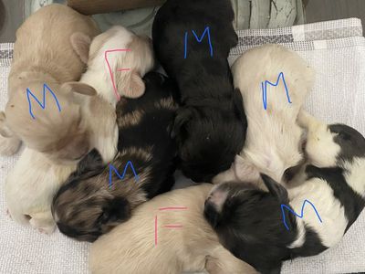 AKC PUREBRED READY COCKER SPANIELS