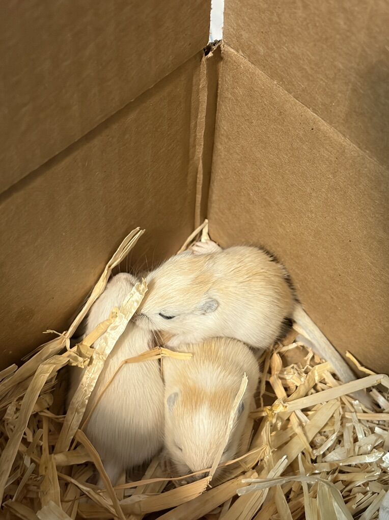 ONLY 3 LEFT baby Gerbils Super Cute!