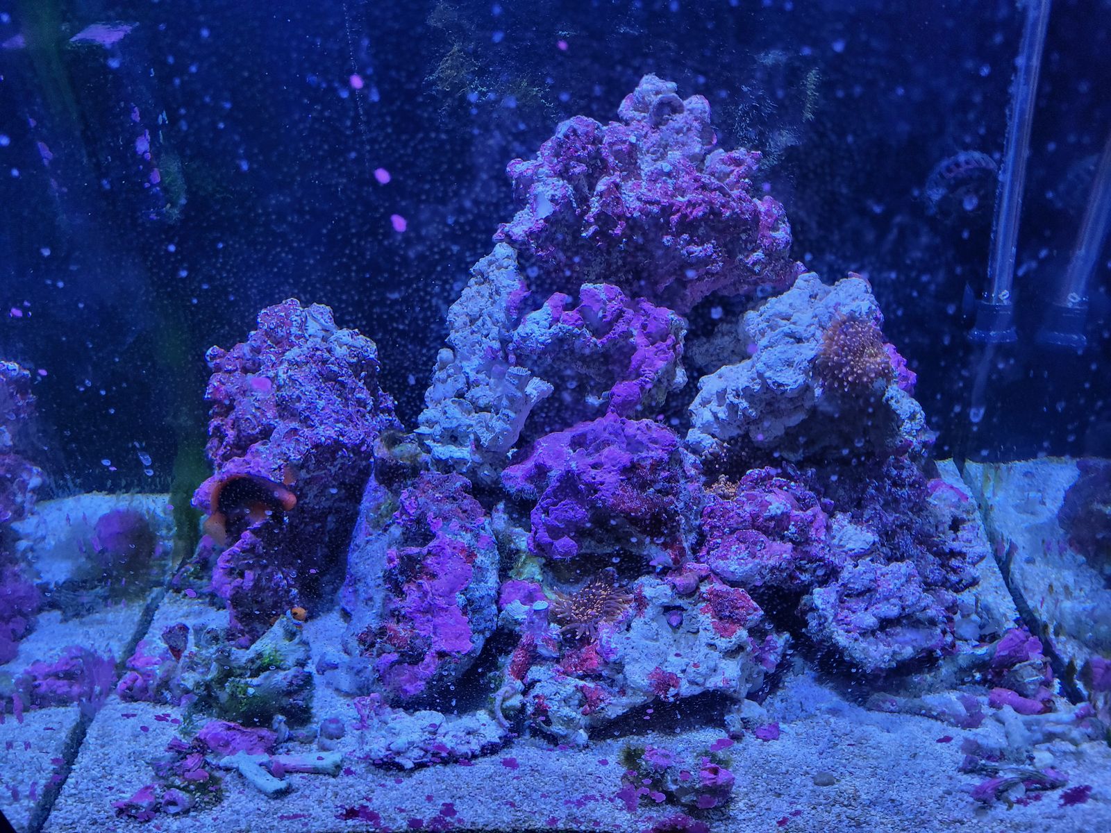 Lots of Live rock, sand and some fish