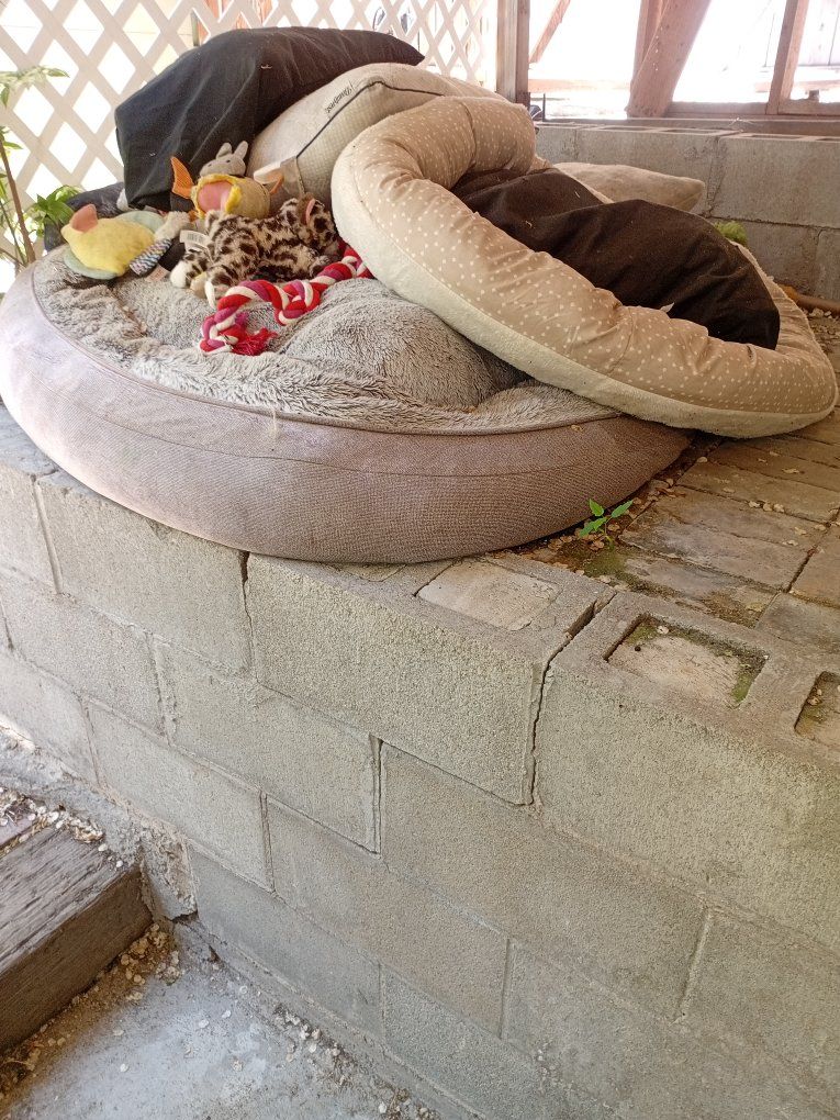 Dog Beds and Toys