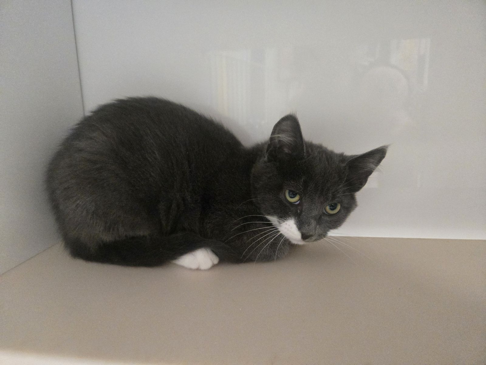 A163787 Stash is Available for Adoption!
