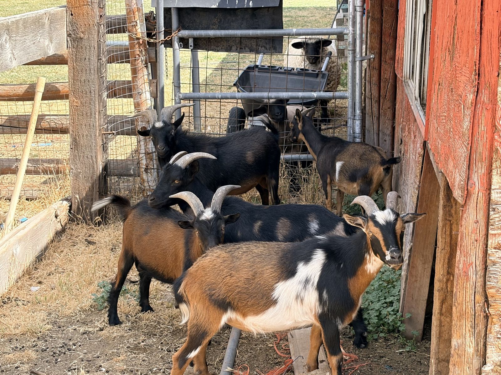 Mixed Goats Females and Males