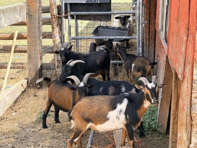 Mixed Goats Females and Males