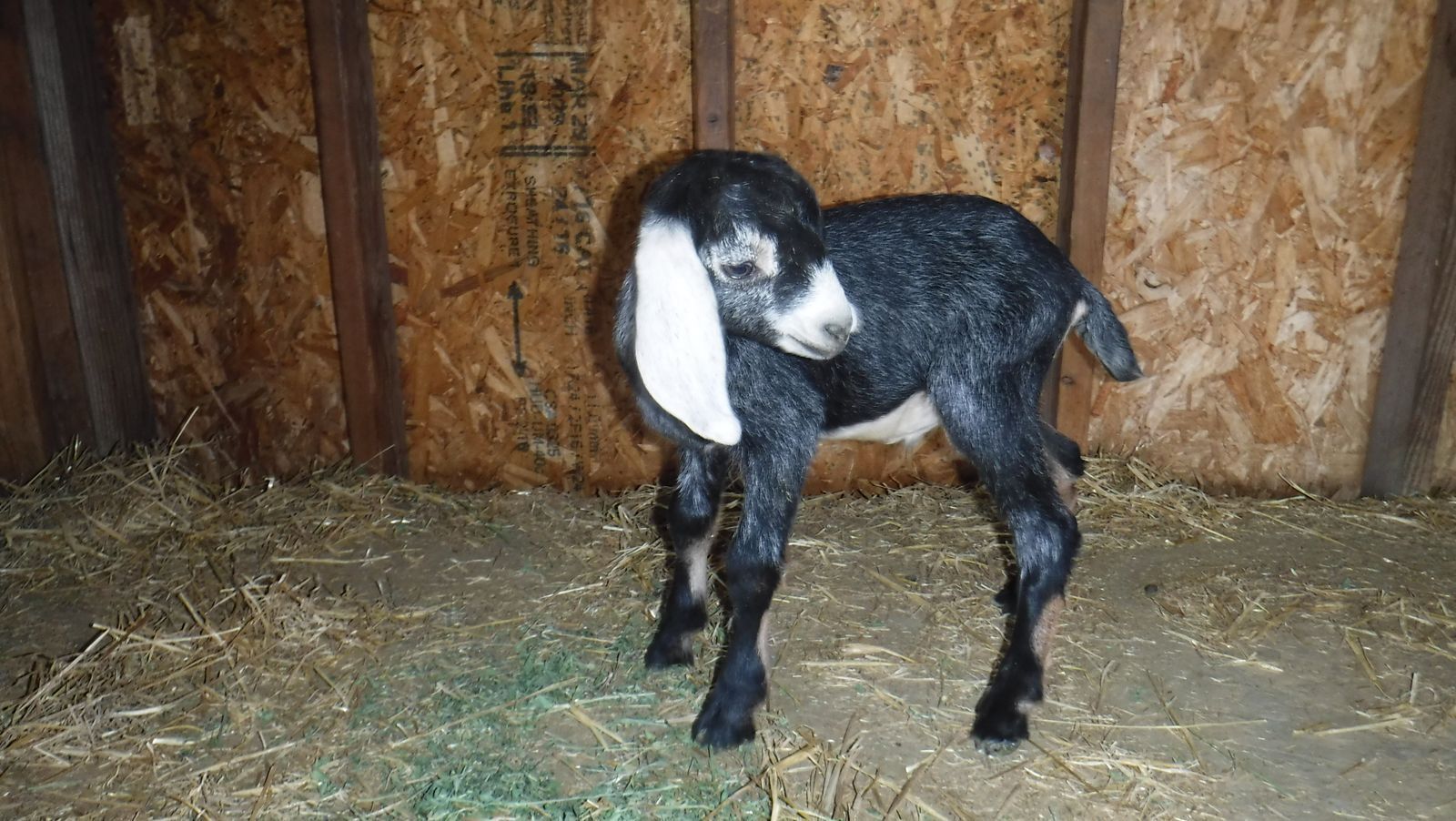 Alpine / Nubian buckling bottle baby goat $80