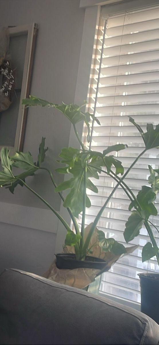 Large Philodendron Hope Selloum Houseplant in Pot
