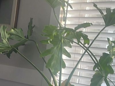 Large Philodendron Hope Selloum Houseplant in Pot