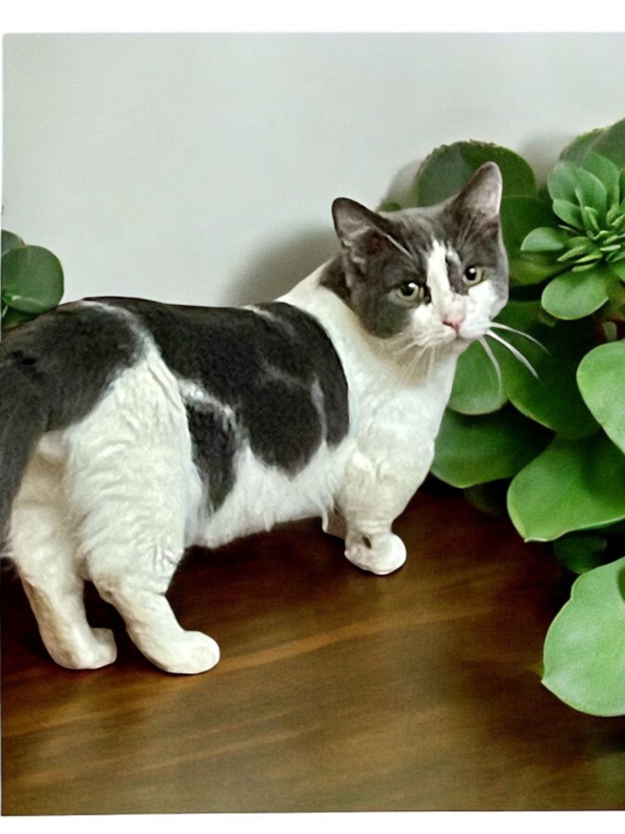 Bicolor Munchkin Dwarf Male Cat