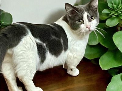 Bicolor Munchkin Dwarf Male Cat