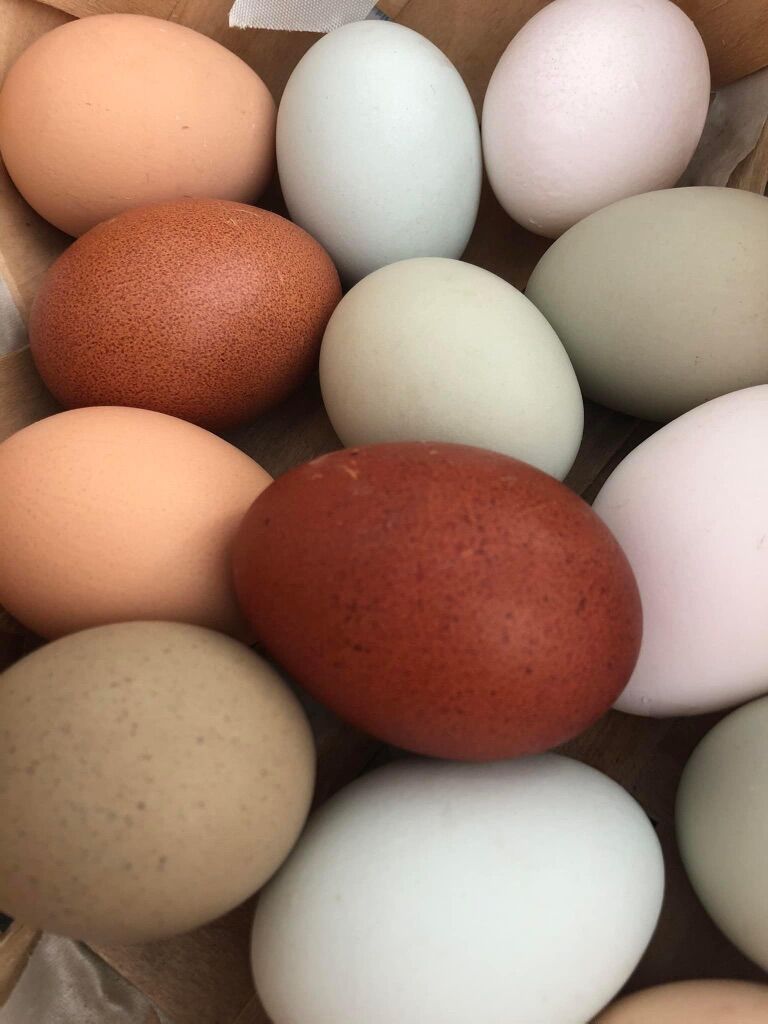 Rainbow Layer Starter Flock 7 Laying Hens 1Rooster