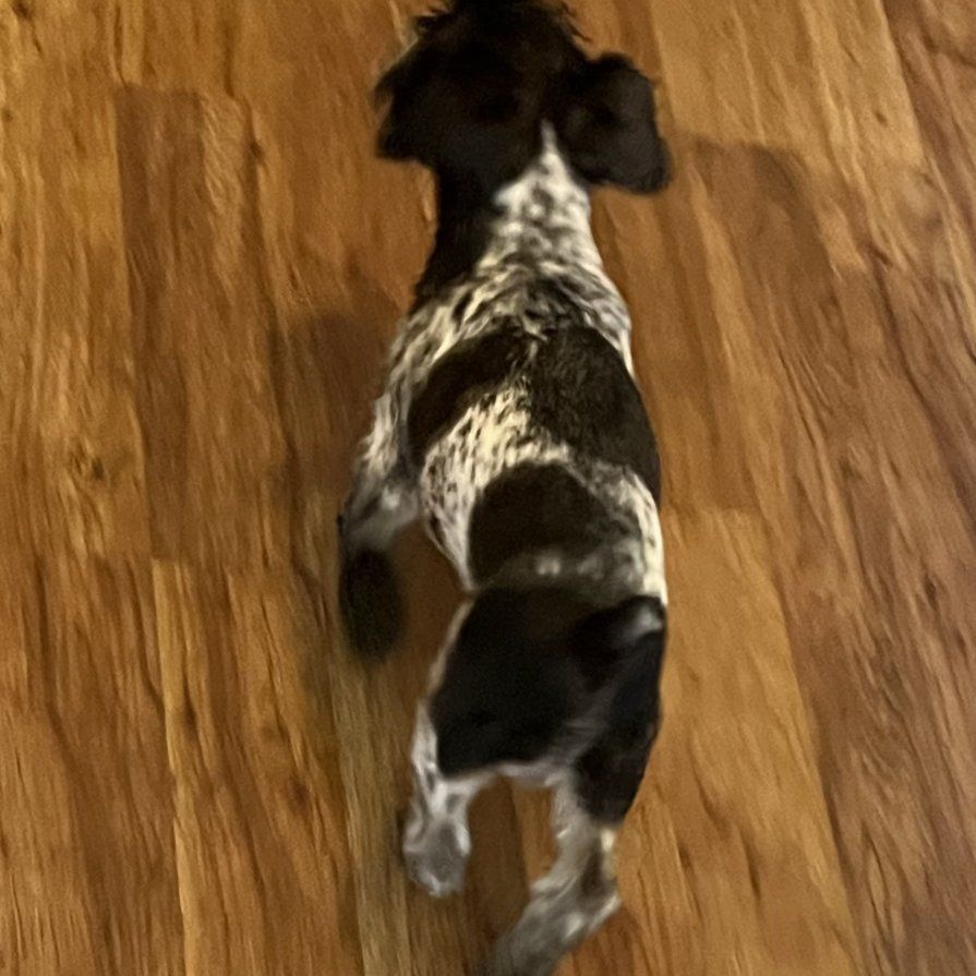 AKC miniature schnauzer stud