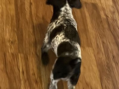 AKC miniature schnauzer stud