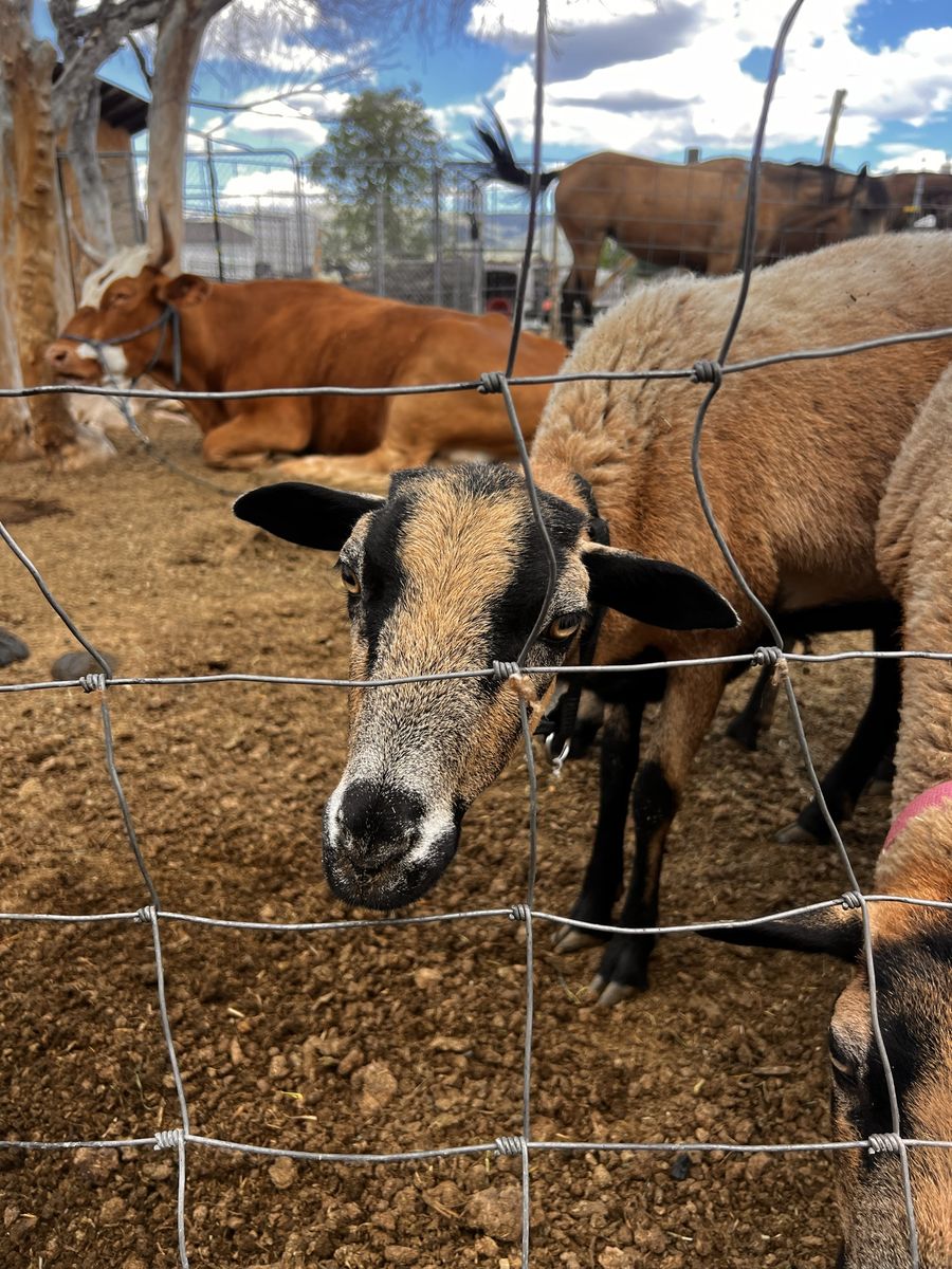 Black belly ewes for sale