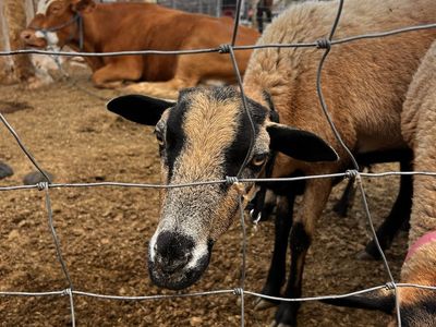 Black belly ewes for sale
