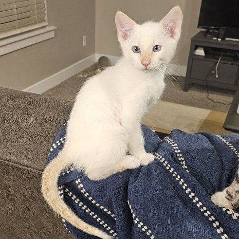 Purebred Flamepoint Siamese Kitten - Playful & Affectionate, Ready for New Home!