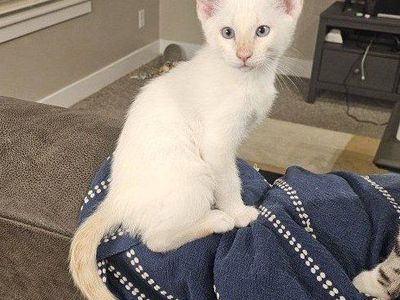 Purebred Flamepoint Siamese Kitten - Playful & Affectionate, Ready for New Home!