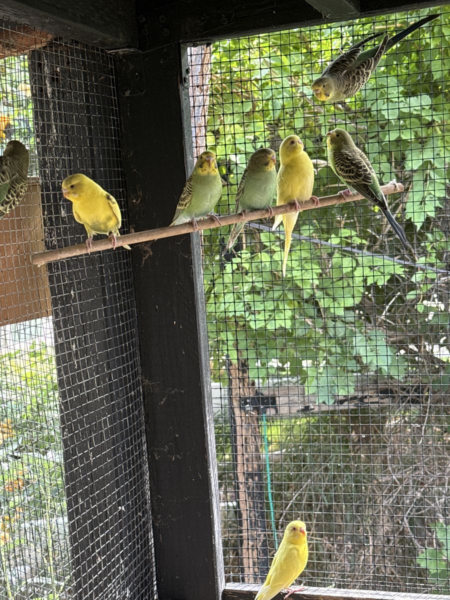 Parakeet’s
