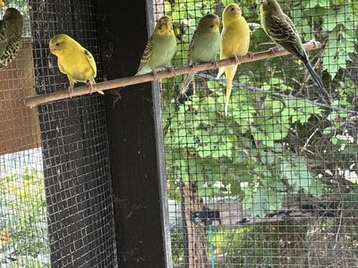 Parakeet’s