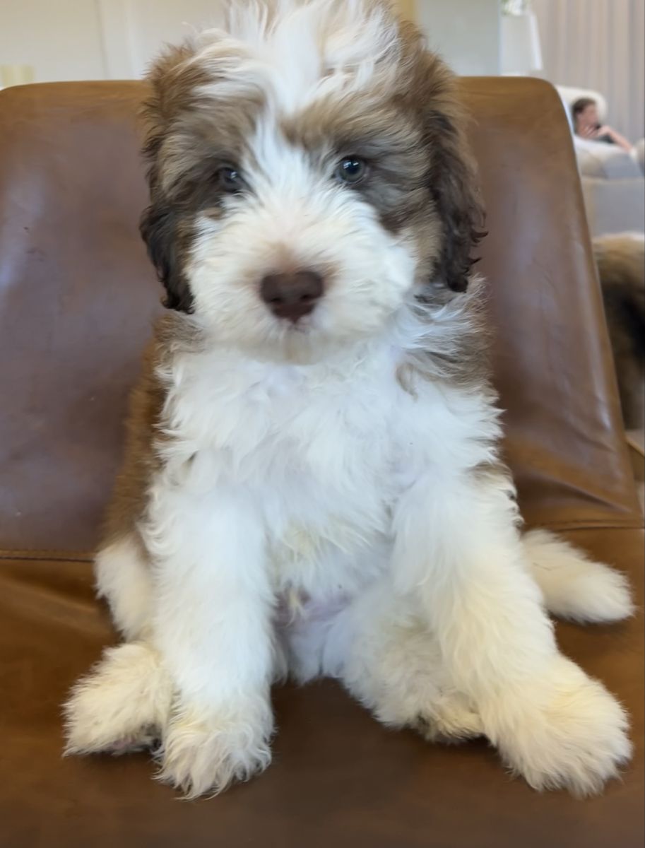 Bernedoodle puppies (F1B) REDUCED
