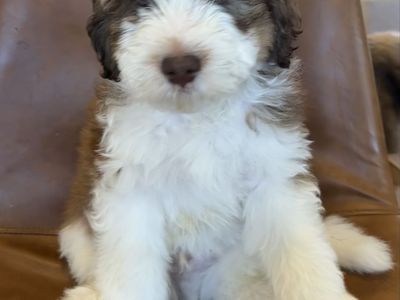 Bernedoodle puppies (F1B) REDUCED