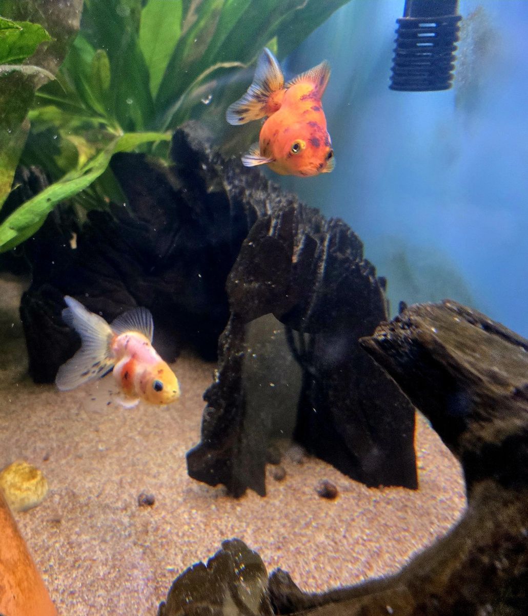two goldfish