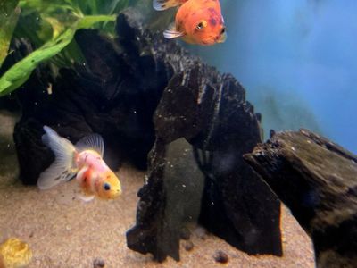 two goldfish