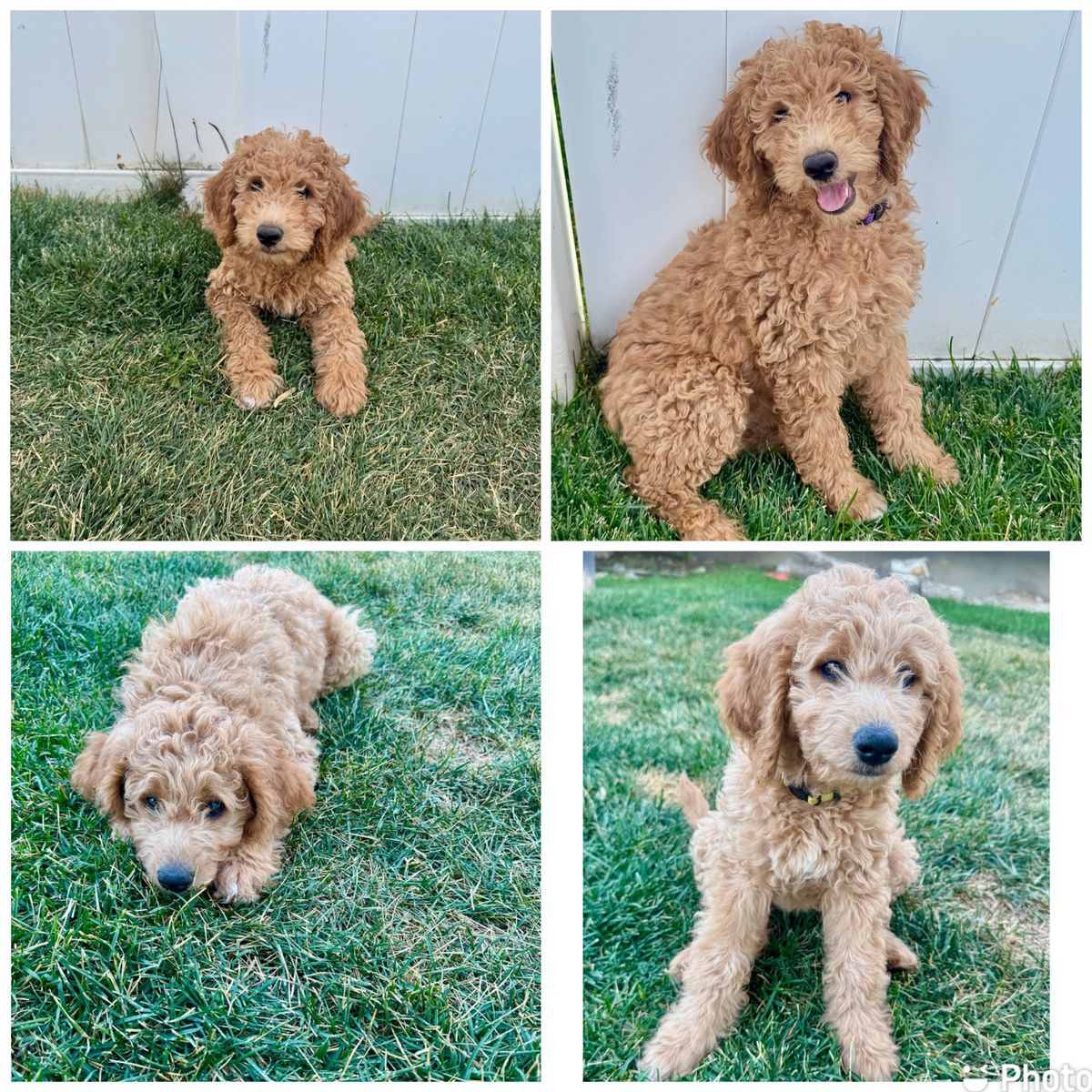 Adorable Mini Goldendoodle Puppies - 2 Females left!- READY TO GO HOME! Accepting offers