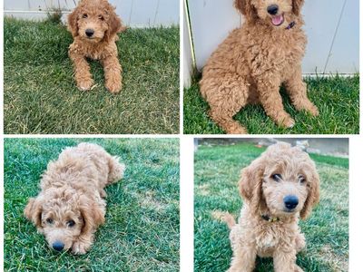 Adorable Mini Goldendoodle Puppies - 2 Females left!- READY TO GO HOME! Accepting offers