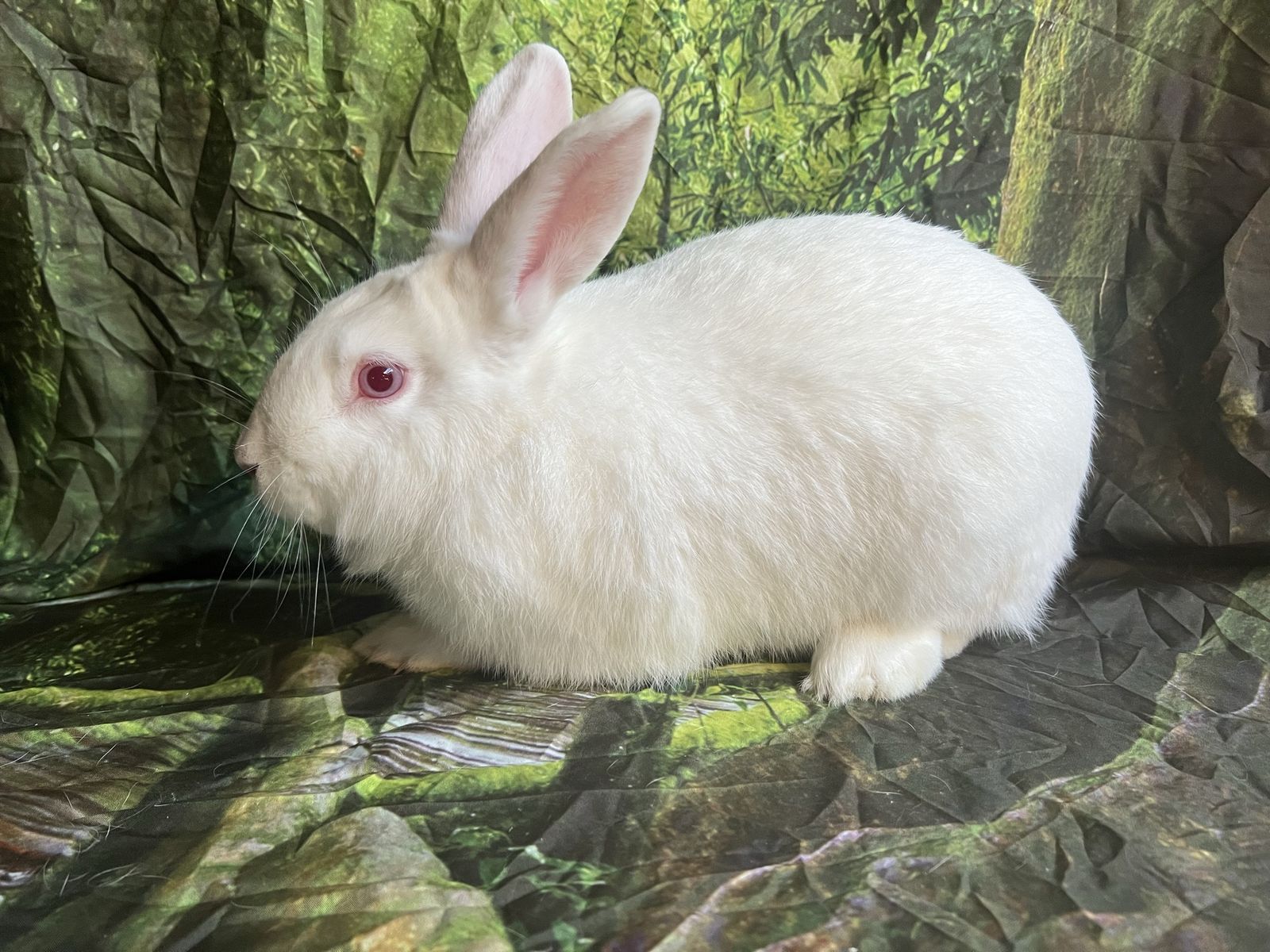 Mixed breed rabbits