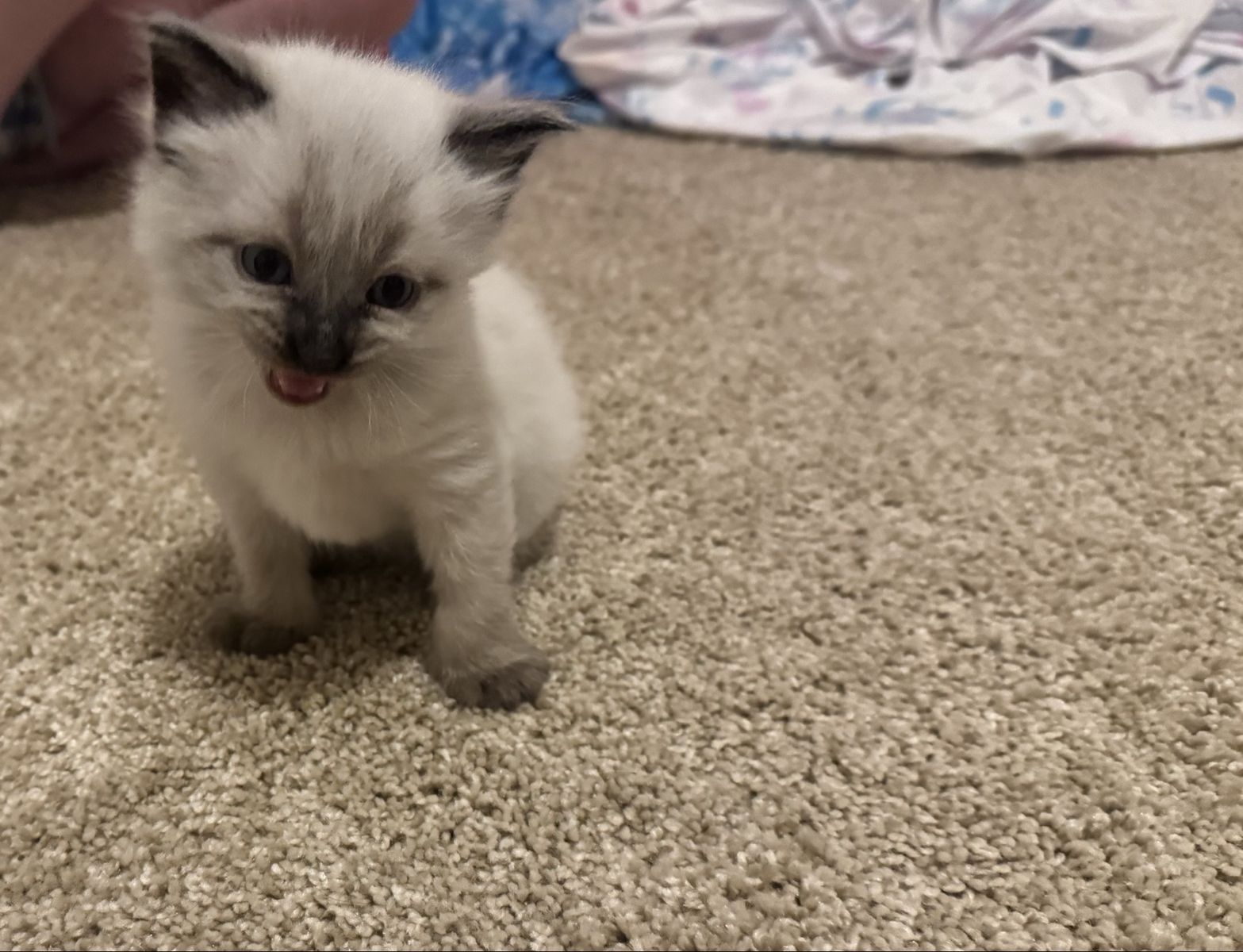Siamese Kitten