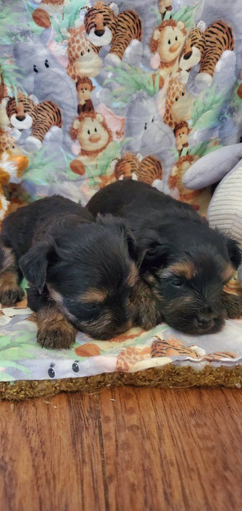 Teacup Toy Snorkie Puppies (Yorkie & Schnauzer)