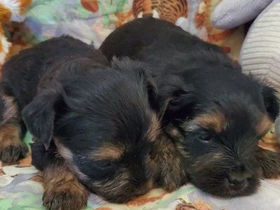 Teacup Toy Snorkie Puppies (Yorkie & Schnauzer)