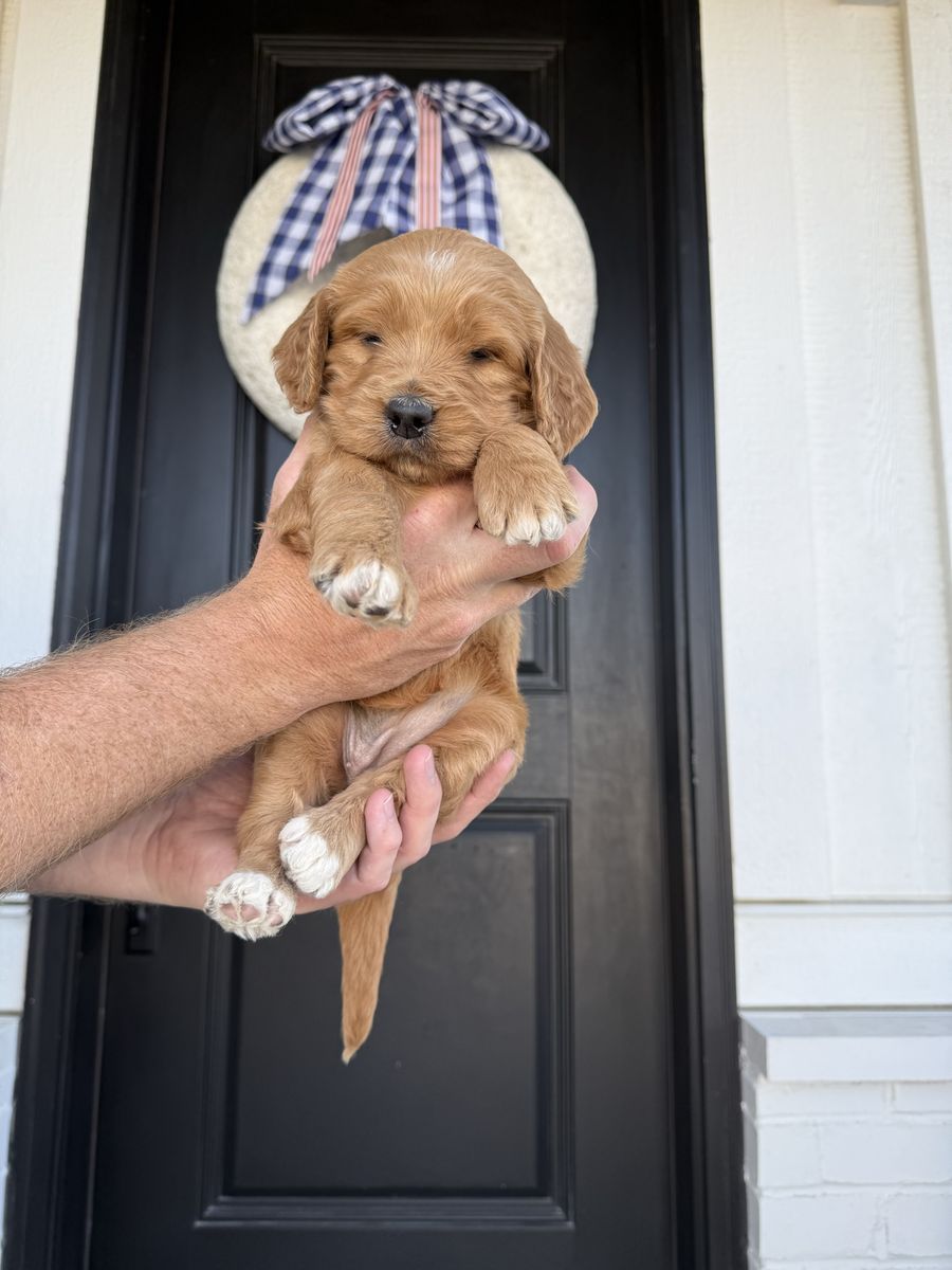 Medium Goldendoodles