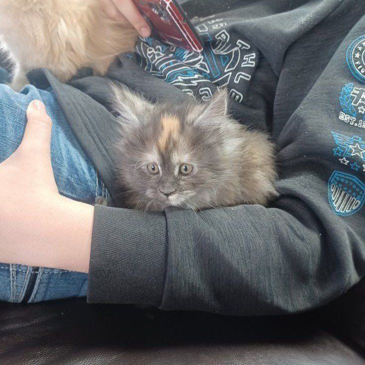 TICA Maine Coon Kittens