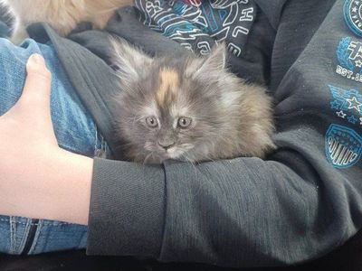 TICA Maine Coon Kittens