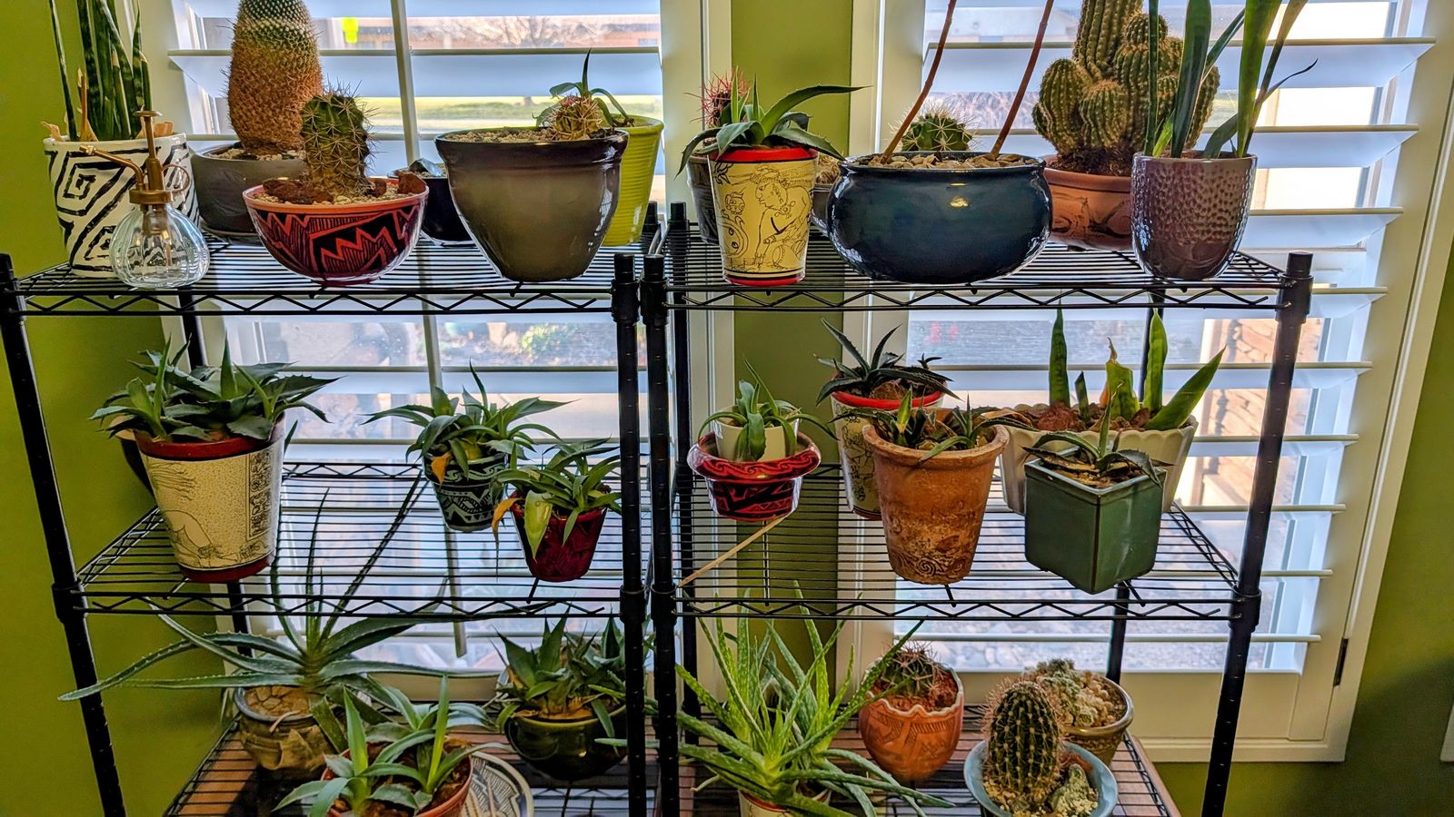 Cactus Sale