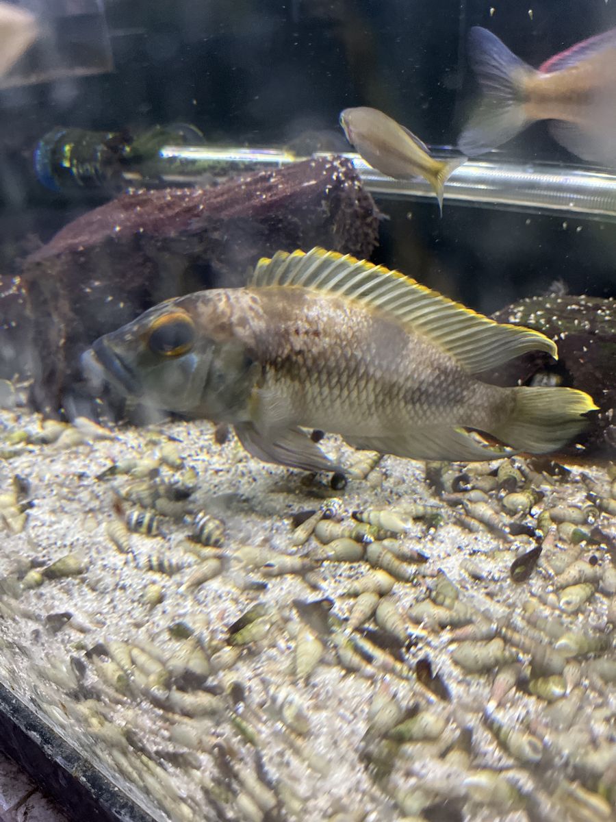 lamprologus lemairii