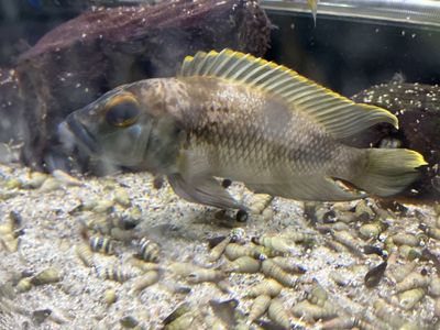 lamprologus lemairii