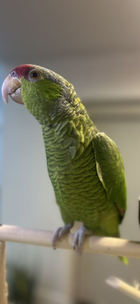 lilac crowned amazon