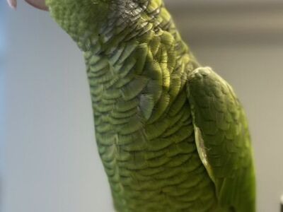 lilac crowned amazon