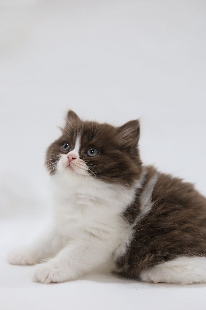 Premier Show Quality British Kittens