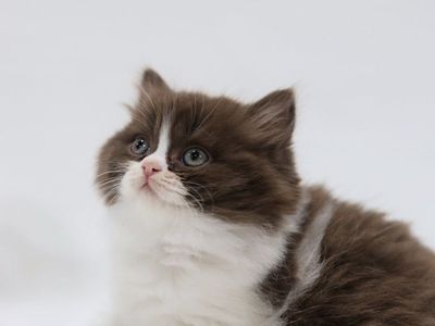 Premier Show Quality British Kittens