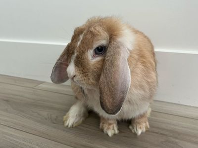 Two Holland Lop Bunnies - Pedigreed Doe & Buck