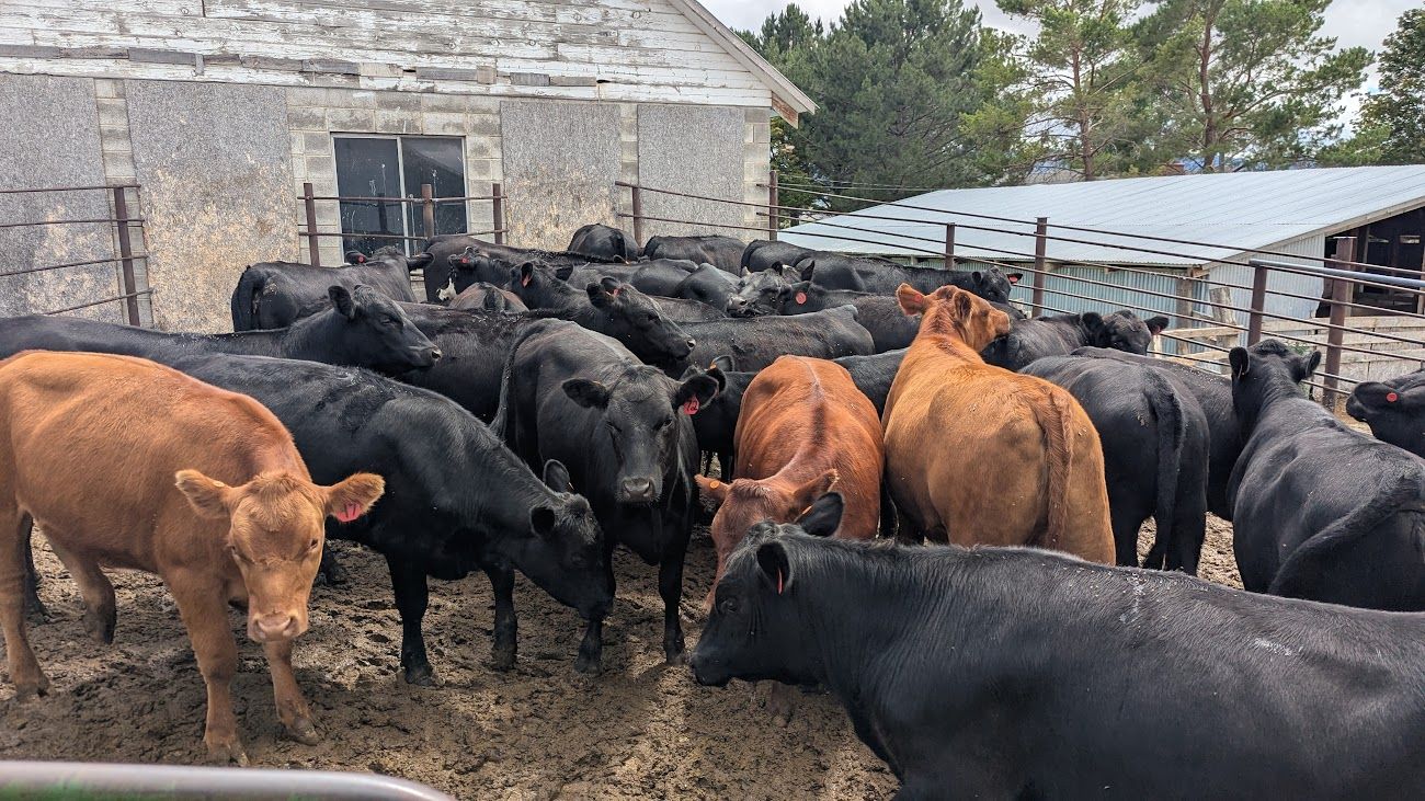 Yearling Heifers
