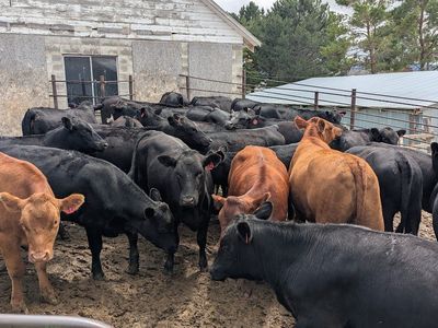 Yearling Heifers
