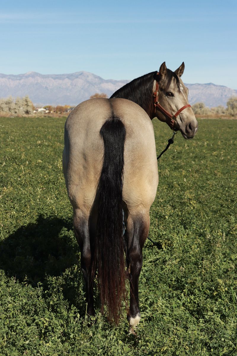 $750 introduction fee AQHA buckskin stud(running,cow bred) 16.1 hands