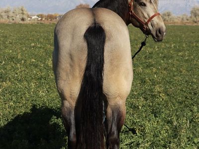 $750 introduction fee AQHA buckskin stud(running,cow bred) 16.1 hands