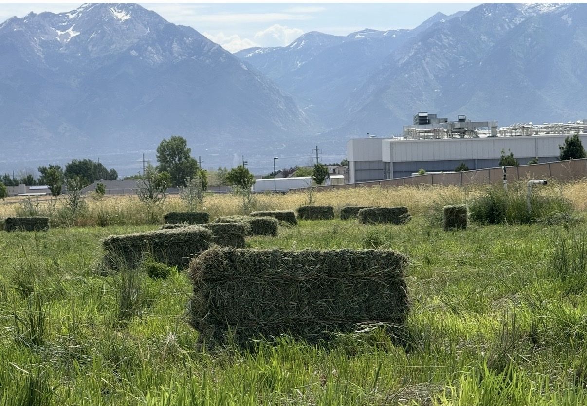 60 lb Bales-Freshly Cut Alfalfa Grass Hay