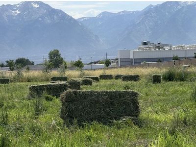 60 lb Bales-Freshly Cut Alfalfa Grass Hay