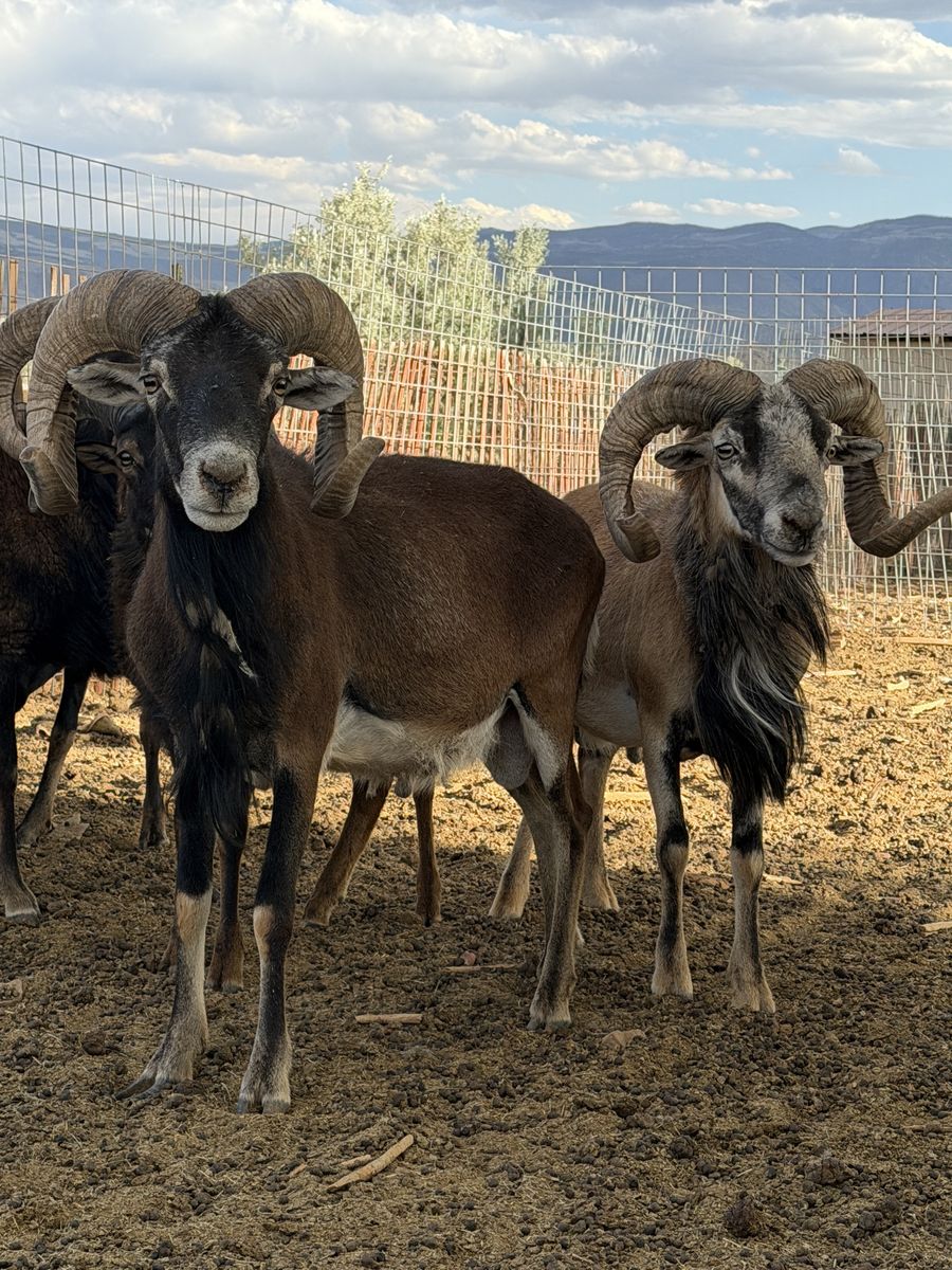 Hair Sheep Rams